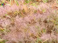 Đ&agrave; Lạt: Lung linh m&ugrave;a cỏ hồng