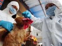 WHO: Virus cúm H7N9 tiến hóa, gây bệnh nặng hơn cho gia cầm