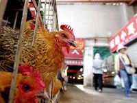 Cúm A/H7N9 từ Trung Quốc có nguy cơ xâm nhập vào Việt Nam