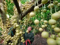Về Cần Thơ trải nghiệm du lịch miệt vườn