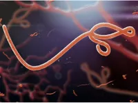 WHO tuyên bố chấm dứt dịch Ebola tại Congo