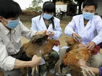 Virus cúm A/H7N9 nguy hiểm tới mức nào?