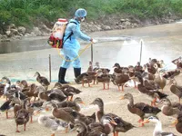 Phát hiện ổ dịch cúm A/H5N6 mới tại Quảng Ngãi