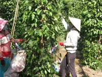 Thuê đất trồng tiêu: Chưa kịp thu hoạch đã hết hạn hợp đồng thuê đất