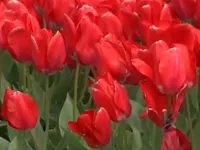 Rực rỡ lễ hội hoa tulip tại bang Washington (Mỹ)