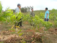 Chưa thể thu hồi đất rừng bị lấn chiếm ở Tây Nguyên
