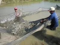 Khẩn trương quy hoạch hệ thống thủy lợi nuôi tôm vùng ĐBSCL