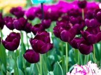 Rực rỡ cánh đồng hoa tulip tại Lisse, Hà Lan