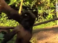 Cô khỉ múa ballet tại vườn thú của Mỹ