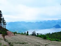 Chiêm ngưỡng thiên nhiên tươi đẹp vùng cao Hà Giang qua phim Việt 'Lặng yên dưới vực sâu'