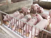 Cục Chăn nuôi khuyến cáo 'không tăng đàn'