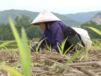 Hơn 1.000 ha cây vụ Đông ở Chương Mỹ, Hà Nội thiệt hại do mưa lũ