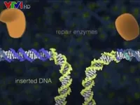 Sử dụng công nghệ biến đổi gen CRISPR để đổi màu hoa