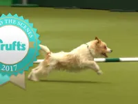 Màn trình diễn ấn tượng của chú chó Olly tại Crufts Dog Show