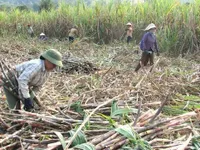 Nông dân miền Trung, Tây Nguyên điêu đứng vì mía và bí đỏ