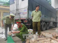 Thanh Hóa: Bắt vụ vận chuyển gần 2 tấn vật phẩm nghi ngà voi