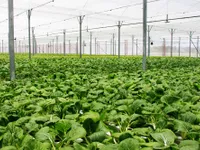 Đề xuất chính sách về sản xuất nông nghiệp hữu cơ