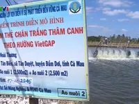 Nuôi tôm VietGAP: Hướng đi bền vững ở Cà Mau