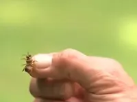 Bùng phát tình trạng ăn trộm mật ong tại New Zealand