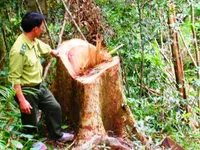 Khó khăn trong quản lý, bảo vệ rừng