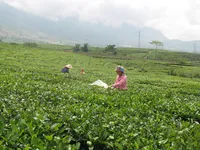 Lai Châu: Hiệu quả liên kết doanh nghiệp và nông dân trồng chè