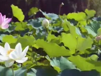 Chiêm ngưỡng vẻ đẹp hồ sen ở Hà Nam (Trung Quốc)
