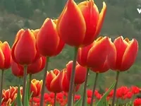 Thăm vườn hoa tulip lớn nhất châu Á