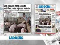 Ngành chăn nuôi lợn 'thoi thóp': Nguyên nhân và giải pháp