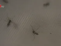 Phát hiện muỗi mang virus Zika tại New Mexico, Mỹ