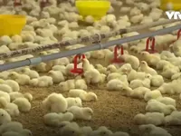 Liên kết chuỗi: Cú bắt tay của doanh nghiệp ngoại và trang trại Việt