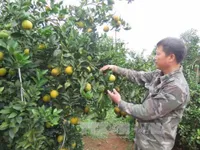 Hoa Binh promotes local fruit, farm produce