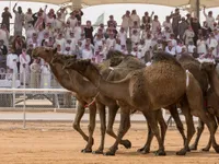 Lễ hội lạc đà - Nét văn hóa truyền thống của các quốc gia Arab