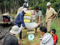 Tranh chấp bán lúa non cho 'cò', nông dân cắn răng chịu thiệt