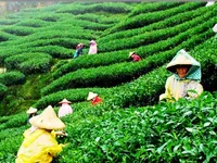 Loại trà thần bí giúp tăng cường sinh lực và chống lão hóa ở Ấn Độ