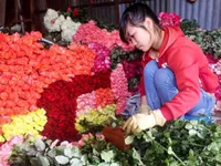Giá hoa hồng Đà Lạt đạt mức cao nhất trong 3 năm qua