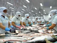 Xuất khẩu cá tra sang Mỹ tăng đột biến