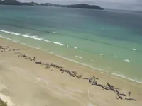 145 whales die after mass stranding in New Zealand