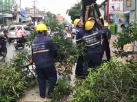 TP.HCM thu dọn cây xanh ngã đổ sau bão số 9