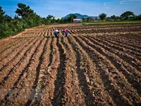 El Nino có thể xảy ra trong vụ Đông Xuân