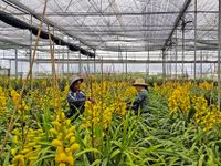 Đà Lạt trồng 1.500ha hoa phục vụ dịp Tết