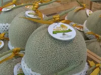 Nông nghiệp công nghệ cao - Không chỉ là đam mê