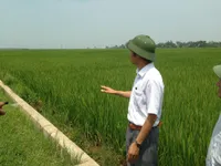 Phát triển chuỗi giá trị lúa gạo cho các hộ sản xuất nhỏ định hướng thị trường