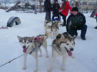 Người dân Nga đón năm Tuất với chó Husky