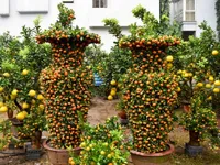 TP.HCM: Bưởi Diễn, quất Tết hàng chục triệu đồng xuống phố