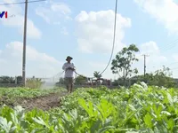Thanh niên nghèo TP.HCM khởi nghiệp từ đồng ruộng