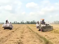 Giá lúa tăng nhưng nông dân kém vui