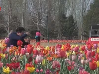 Mãn nhãn mùa hoa tulip tuyệt đẹp ở Trung Quốc