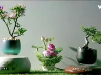 Độc, lạ th&uacute; chơi bonsai bay