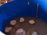 Quảng Nam: Phát hiện cơ sở dùng hóa chất tẩy trắng dừa, nước ngâm bốc mùi hôi thối