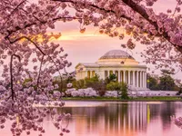 Mùa hoa anh đào nở rộ ở Washington, Mỹ